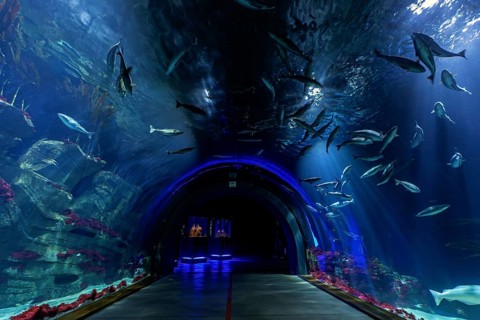Tunnel aquarium in the Ozeaneum, Heligoland Tunnel, Hanseatic City of Stralsund,