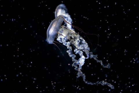 Jellyfish, compass jellyfish (Chrysaora hysoscella), Ozeaneum, Hanseatic City of Stralsund,