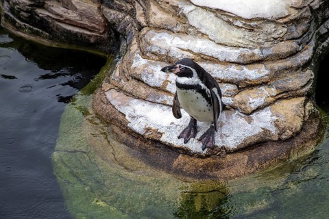 Humboldt penguin (Spenuiscus humboldti), penguin enclosure, Ozeaneum, Natukundemuseum, Stralsund,