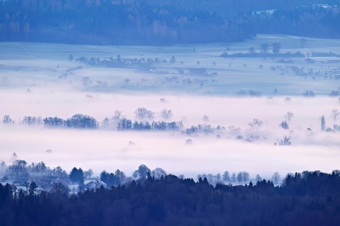 Meadows and trees in early fog, Reusstal, Merenschwand, Canton of Aargau, Switzerland