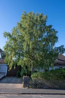 Fifty-year-old birch (Betula) in the front garden of a housing estate, Eckental, Middle Franconia,