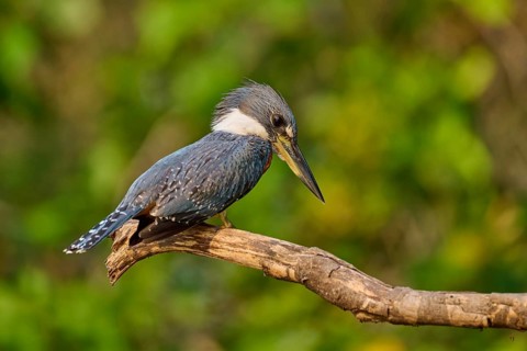 A kingfisher sitting on a branch in a natural environment, Red-breasted Kingfisher (Ceryle