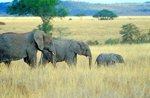 Elephants with young (Loxodonta africana), Serengeti, Tanzania, Africa, June 2000, vintage, retro,