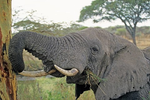 Elephant (Loxodonta africana) eating tree bark, Serengeti, Tanzania, Africa, June 2000, vintage,