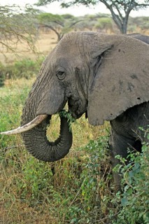 Elephant (Loxodonta africana), Serengeti, Tanzania, Africa, June 2000, vintage, retro, old,