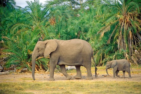 Elephant (Loxodonta africana) with young, Amboseli National Park, Kenya, Africa, June 2000,