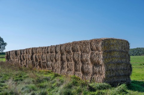 Stacked straw bales at the edge of the meadow, Ahrenshoop, Darß, Mecklenbnurg-Western Pomerania,