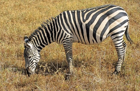 Steppe zebra (Equus quagga), Ngorongoro Crater, Tanzania, Africa, June 2000, vintage, retro, old,