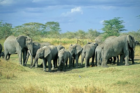 Herd of elephants (Loxodonta africana), Serengeti, Tanzania, Africa, June 2000, vintage, retro,