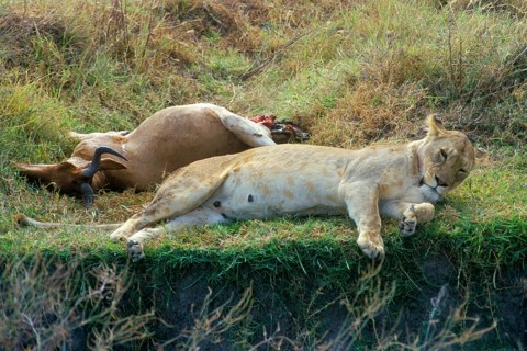 Lioness lying next to her prey, Ngorongoro Crater, Tanzania, Africa, June 2000, vintage, retro,