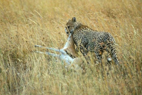 Cheetah (Acinonyx jubatus) with prey, Serengeti, Tanzania, Africa, June 2000, vintage, retro, old,
