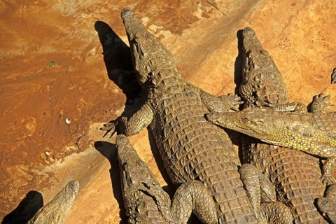 Nile crocodiles (Crocodylus niloticus), crocodile farm, Victoria Falls, Zimbabwe, Africa, June