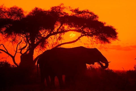 Elephant at sunrise in Amboseli National Park, orange filter, Kenya, Africa, June 2000, vintage,