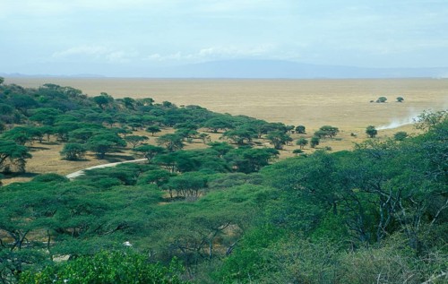 Serengeti, Tanzania, Africa, June 2000, vintage, retro, old, historic