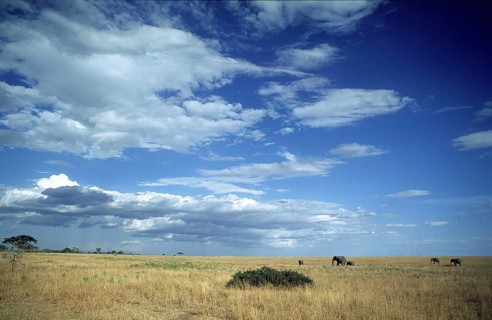 Herd of elephants (Loxodonta africana) in the Serengeti, Tanzania, Africa, June 2000, vintage,