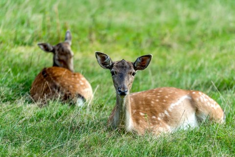 Dams (dama dama) Bald deer, hinds, resting on a meadow at the edge of the forest, Vogelsberg,
