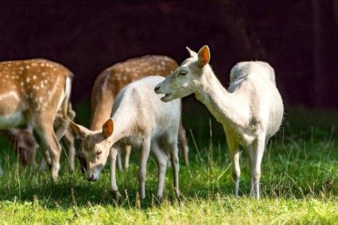 Herd of damas (dama dama) Bald deer, deer cows, coloured, spotted and white due to leucism gene