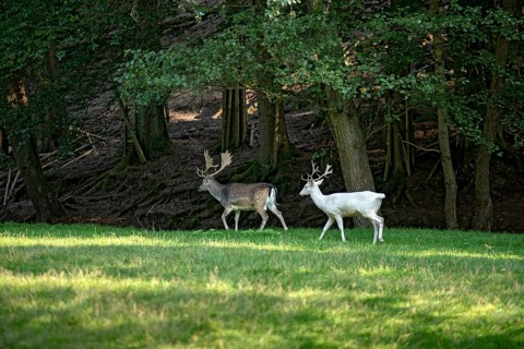 White shovel deer, fallow deer (dama dama), young animal, white fur due to leucism gene mutation,
