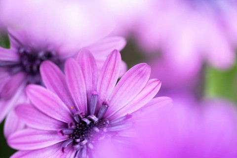 Cape basket (Osteospermum) detailed close-up of a purple flower with soft light and gently blurred