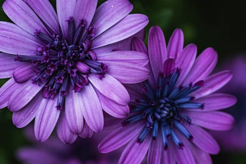 Cape basket (Osteospermum) two violet flowers in detailed close-up with dark, blue-violet flower