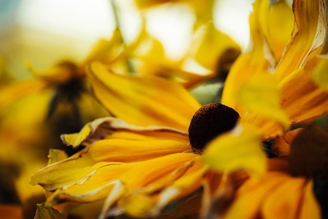 Rudbeckia hirta, detailed close-up of several yellow-orange flowers with dark flower centre and
