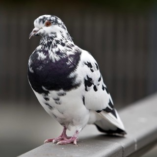 Pigeon (Columbidae) on a railing, Essen, Ruhr area, North Rhine-Westphalia, Germany