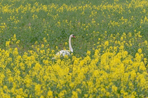 Mute swan (Cygnus olor) in an intercropped field, yellow mustard (Sinapis), North Rhine-Westphalia,