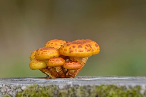 Goldfell-Schüppling (Pholiota aurivella) in autumn forest, Arnsberg Forest nature park Park, North