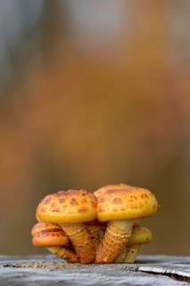 Goldfell-Schüppling (Pholiota aurivella) in autumn forest, Arnsberg Forest nature park Park, North
