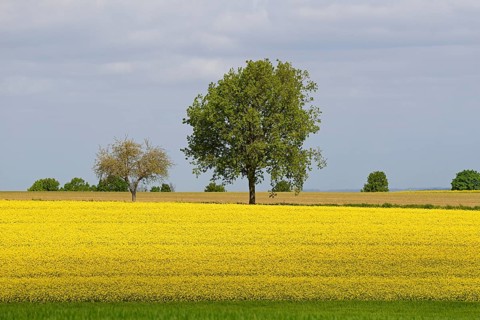 Deciduous trees, row of trees in the field landscape, green grain field and flowering rape field
