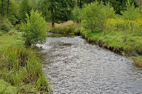 Forest stream in the Arnsberg Forest, goldenrod (Solidago) spreading along the bank,