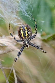 Wasp spider (Argiope bruennichi) in the web, female from the underside of the body with the