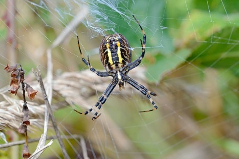 Wasp spider (Argiope bruennichi) in the web, female from the underside of the body with the