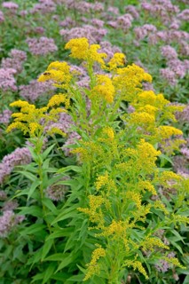 Goldenrod (Solidago) and Hemp agrimony (Eupatorium cannabinum) in bloom, Arnsberg Forest nature