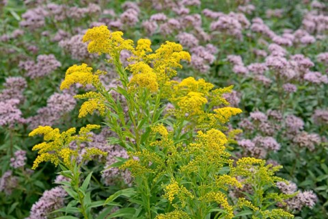 Goldenrod (Solidago) and Hemp agrimony (Eupatorium cannabinum) in bloom, Arnsberg Forest nature