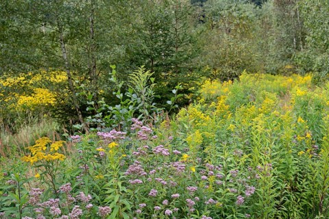 Hemp agrimony (Eupatorium cannabinum) and goldenrod (Solidago) in bloom, Arnsberg Forest nature