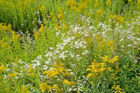 Erigeron annuus (Erigeron annuus) and goldenrod (Solidago) in bloom, Arnsberg Forest nature park