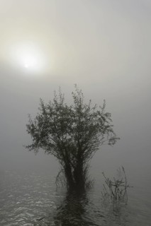 Hennesee, willows (Salix) in the lake, morning sun shining through the dense fog, Hennetalsperre,