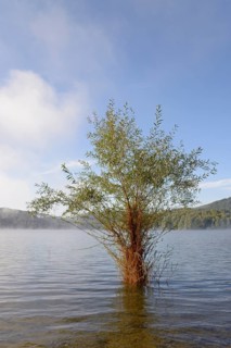 Hennesee, willow (Salix) in the lake, rising fog, blue sky, Hennetalsperre, Naturpark