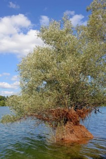Hennesee, willow (Salix) in the lake, blue cloudy sky, Hennetalsperre, Naturpark