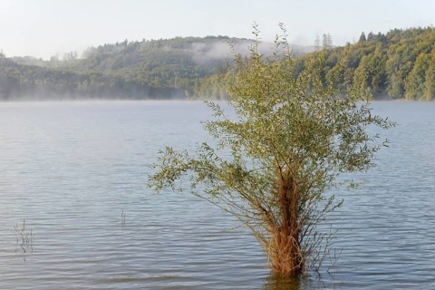 Hennesee, willows (Salix) in the lake, Hennetalsperre, Sauerland-Rothaargebirge nature park Park,
