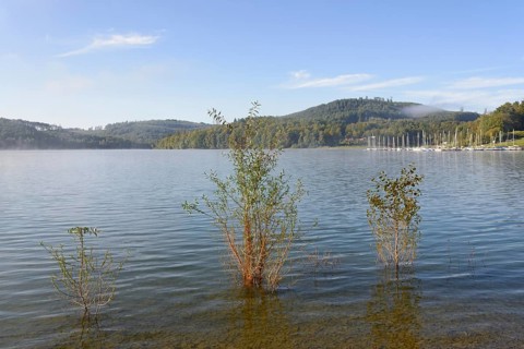 Hennesee, willows (Salix) in the lake, blue sky, Hennetalsperre, Naturpark