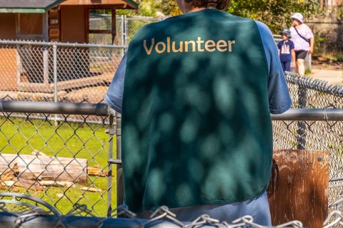 Zoo volunteer wearing a green vest, standing by the fence and watching visitors stroll by on a