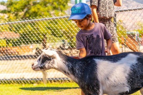 Young boy wearing a blue cap pets a black and white goat at a children's zoo in kamloops, british