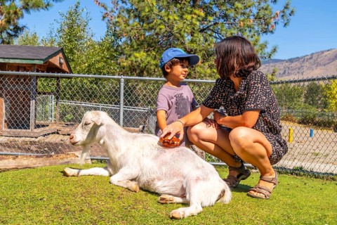 Mother and son are bonding while brushing a goat relaxing on the grass at a petting zoo in