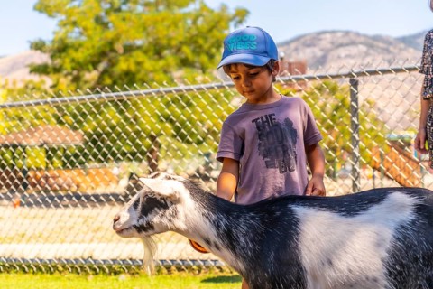 On a sunny day, a young boy in a blue cap and purple t shirt gently petting a black and white goat