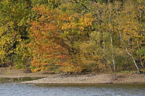 Deciduous trees with autumn leaves on the banks of Lake Möhnesee, Möhnetalsperre, North