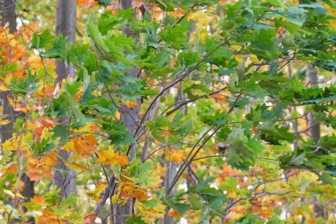 Red oak (Quercus rubra), branches with autumn leaves in strong wind, Möhnesee, Möhnetalsperre,
