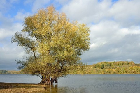 Willow (Salix) with autumn leaves on the lakeshore, blue cloudy sky, Möhnesee, Möhnetalsperre,