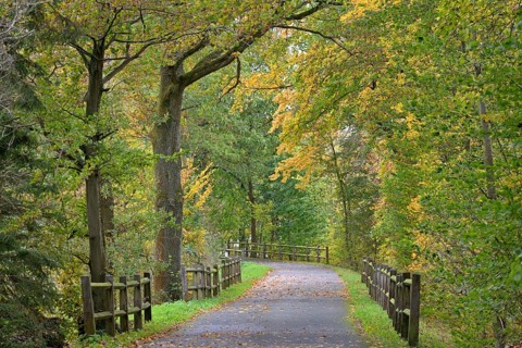Riverside trail leads through the autumn forest at Möhnesee, Möhnetalsperre, North
